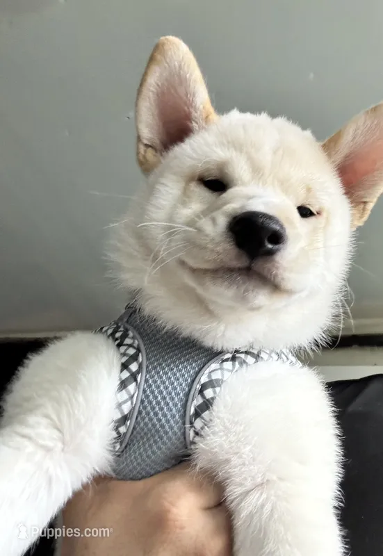 Ichiro  – Shiba Inu puppy for sale in Fresno, CA