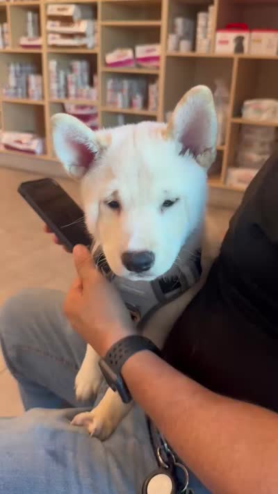 Ichiro , a male Shiba Inu for sale in Fresno, CA – 8 of 10