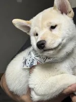 Ichiro , a male Shiba Inu for sale in Fresno, CA – 9 of 10