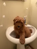 Lulu, a female Goldendoodle for sale in East Lansing, MI – 7 of 10