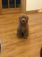 Lulu, a female Goldendoodle for sale in East Lansing, MI – 8 of 10
