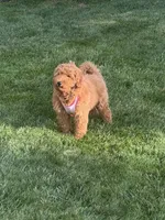 Lulu, a female Goldendoodle for sale in East Lansing, MI – 9 of 10