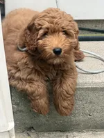 Lulu, a female Goldendoodle for sale in East Lansing, MI – 1 of 10