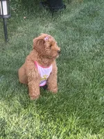 Lulu, a female Goldendoodle for sale in East Lansing, MI – 2 of 10