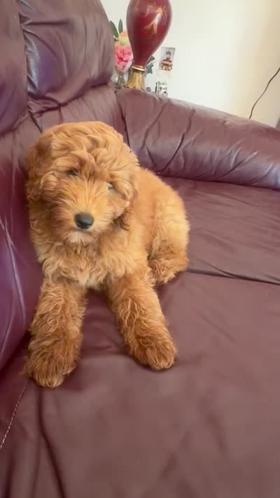 Lulu, a female Goldendoodle for sale in East Lansing, MI – 6 of 10