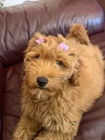 Lulu, a female Goldendoodle for sale in East Lansing, MI – 3 of 10