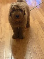 Lulu, a female Goldendoodle for sale in East Lansing, MI – 5 of 10