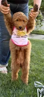 Lulu, a female Goldendoodle for sale in East Lansing, MI – 4 of 10