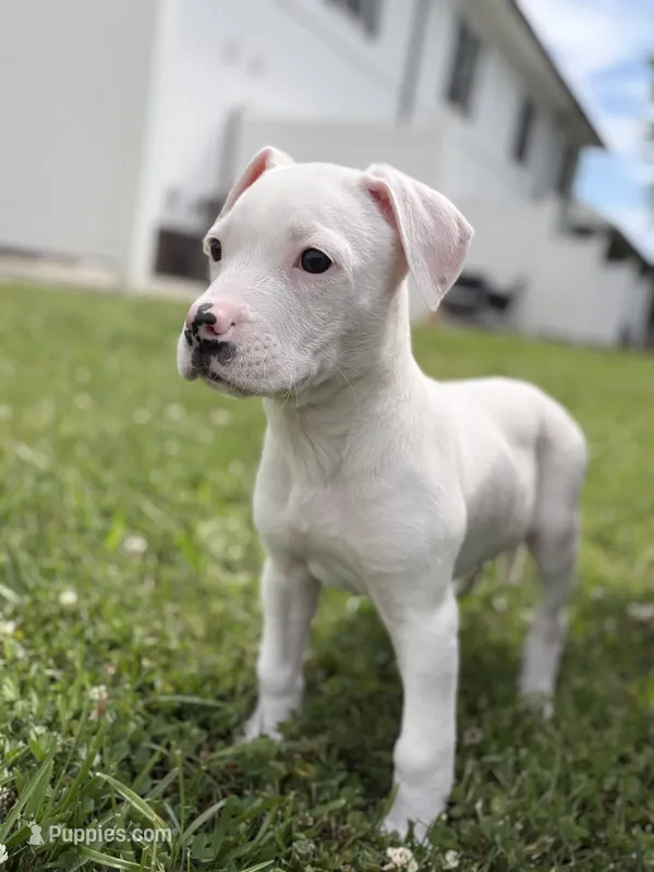 Princes  – Boxer puppy for sale in Sevierville, TN