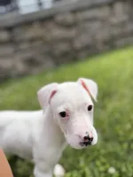 Princes , a female Boxer for sale in Sevierville, TN – 4 of 4