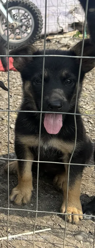 Female 4 – German Shepherd Dog puppy for sale in Little Falls, NY