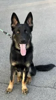 Female 1, a female German Shepherd Dog for sale in Little Falls, NY – 4 of 4