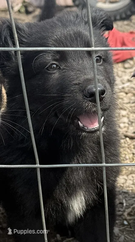 Male 2 – German Shepherd Dog puppy for sale in Little Falls, NY