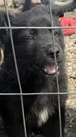 Male 2, a male German Shepherd Dog for sale in Little Falls, NY – 1 of 3