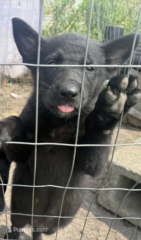 Female 7 – German Shepherd Dog puppy for sale in Little Falls, NY