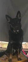 Male 1, a male German Shepherd Dog for sale in Little Falls, NY – 4 of 4