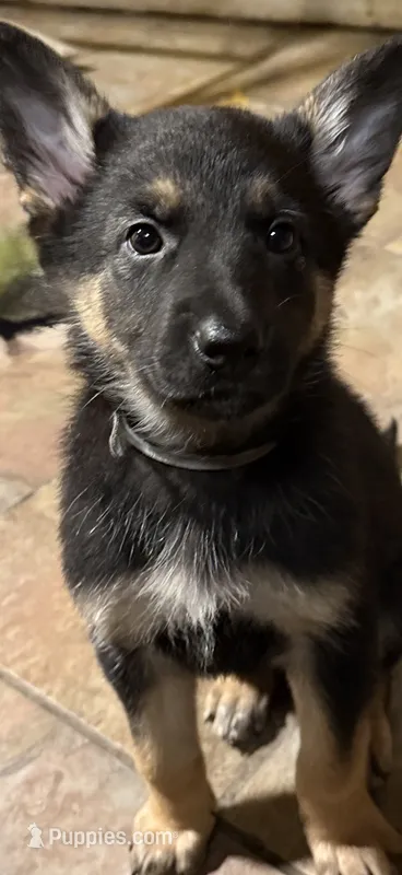 Female 2 – German Shepherd Dog puppy for sale in Little Falls, NY