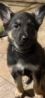 Female 2, a female German Shepherd Dog for sale in Little Falls, NY – 1 of 1