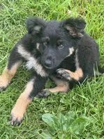 Male 1, a male German Shepherd Dog for sale in Little Falls, NY – 2 of 4