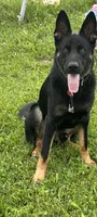 Female 1, a female German Shepherd Dog for sale in Little Falls, NY – 3 of 4