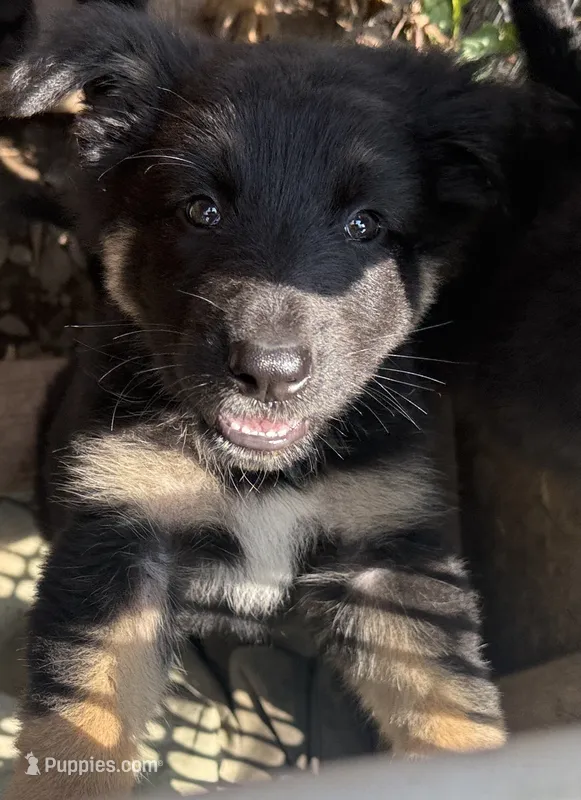 Female 1 – German Shepherd Dog puppy for sale in Little Falls, NY