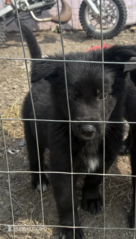 Female 3 – German Shepherd Dog puppy for sale in Little Falls, NY