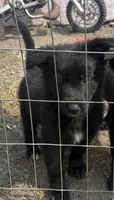 Female 3, a female German Shepherd Dog for sale in Little Falls, NY – 1 of 1