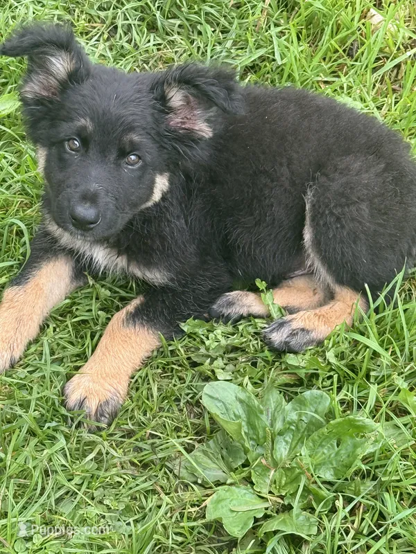 Male 1 – German Shepherd Dog puppy for sale in Little Falls, NY