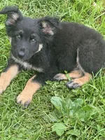 Male 1, a male German Shepherd Dog for sale in Little Falls, NY – 1 of 4