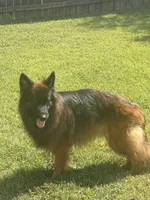 Kodak, a male German Shepherd Dog for sale in Kennesaw, GA – 6 of 7