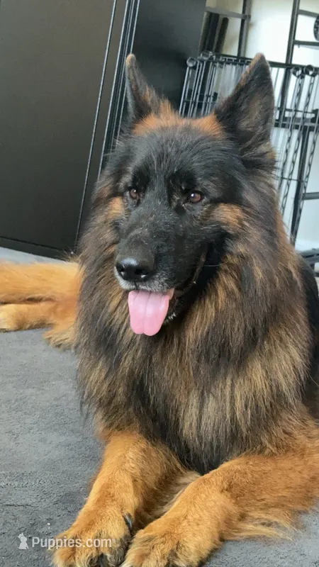 Kodak – German Shepherd Dog puppy for sale in Kennesaw, GA