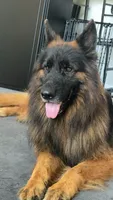 Kodak, a male German Shepherd Dog for sale in Kennesaw, GA – 1 of 7