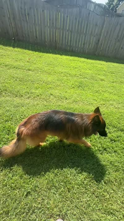 Kodak, a male German Shepherd Dog for sale in Kennesaw, GA – 7 of 7