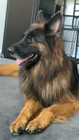 Kodak, a male German Shepherd Dog for sale in Kennesaw, GA – 3 of 7
