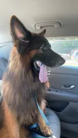 Kodak, a male German Shepherd Dog for sale in Kennesaw, GA – 4 of 7
