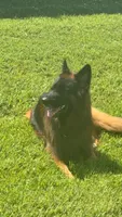 Kodak, a male German Shepherd Dog for sale in Kennesaw, GA – 5 of 7