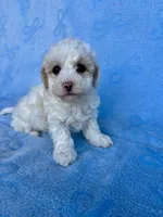 Tiffany , a female Maltipoo for sale in Riverside, CA – 2 of 3