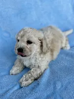 Terrell , a male Maltipoo for sale in Riverside, CA – 2 of 5