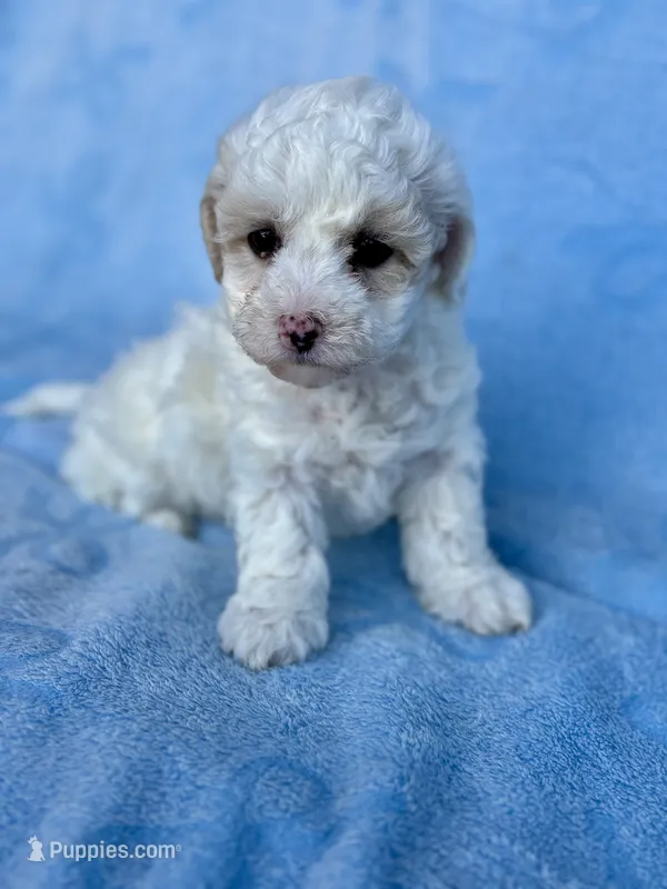 Tiffany  – Maltipoo puppy for sale in Riverside, CA