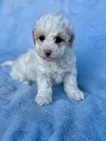 Tiffany , a female Maltipoo for sale in Riverside, CA – 1 of 3