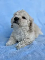 Terrell , a male Maltipoo for sale in Riverside, CA – 3 of 5