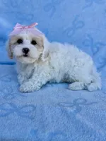 Jessie, a female Maltipoo for sale in Riverside, CA – 2 of 5