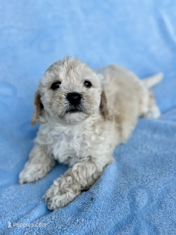 Terrell  – Maltipoo puppy for sale in Riverside, CA