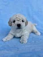 Jabarkus, a male Maltipoo for sale in Riverside, CA – 2 of 3