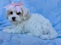 Jessie, a female Maltipoo for sale in Riverside, CA – 1 of 5