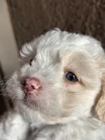 Brittany , a female Maltipoo for sale in Riverside, CA – 5 of 6