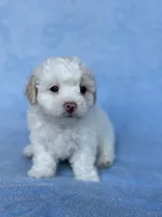 Brittany , a female Maltipoo for sale in Riverside, CA – 3 of 6