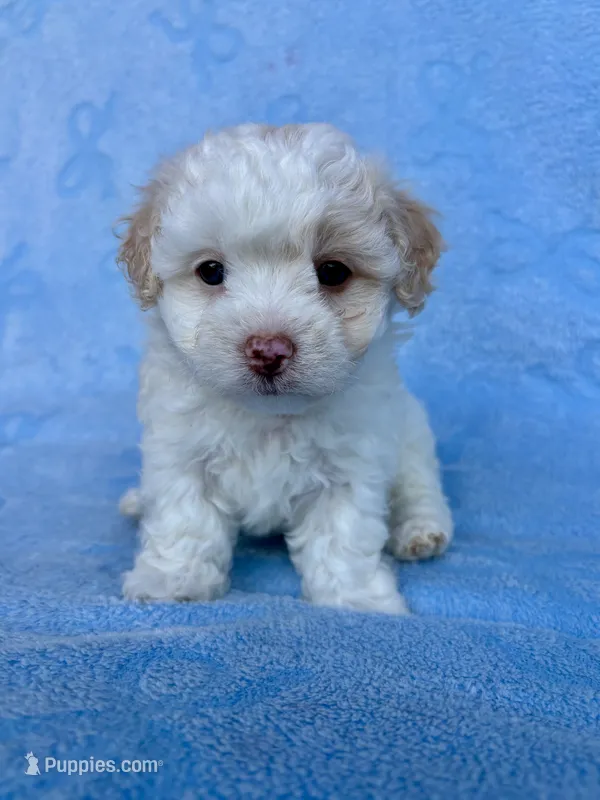 Brittany  – Maltipoo puppy for sale in Riverside, CA