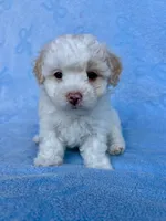 Brittany , a female Maltipoo for sale in Riverside, CA – 1 of 6
