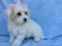 Jessie, a female Maltipoo for sale in Riverside, CA – 3 of 5